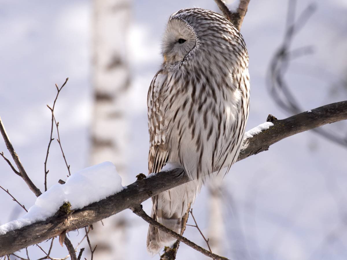 Длиннохвостая неясыть красная книга