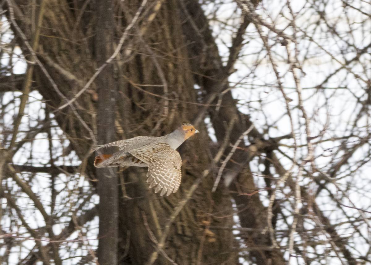 Куропатки НСО