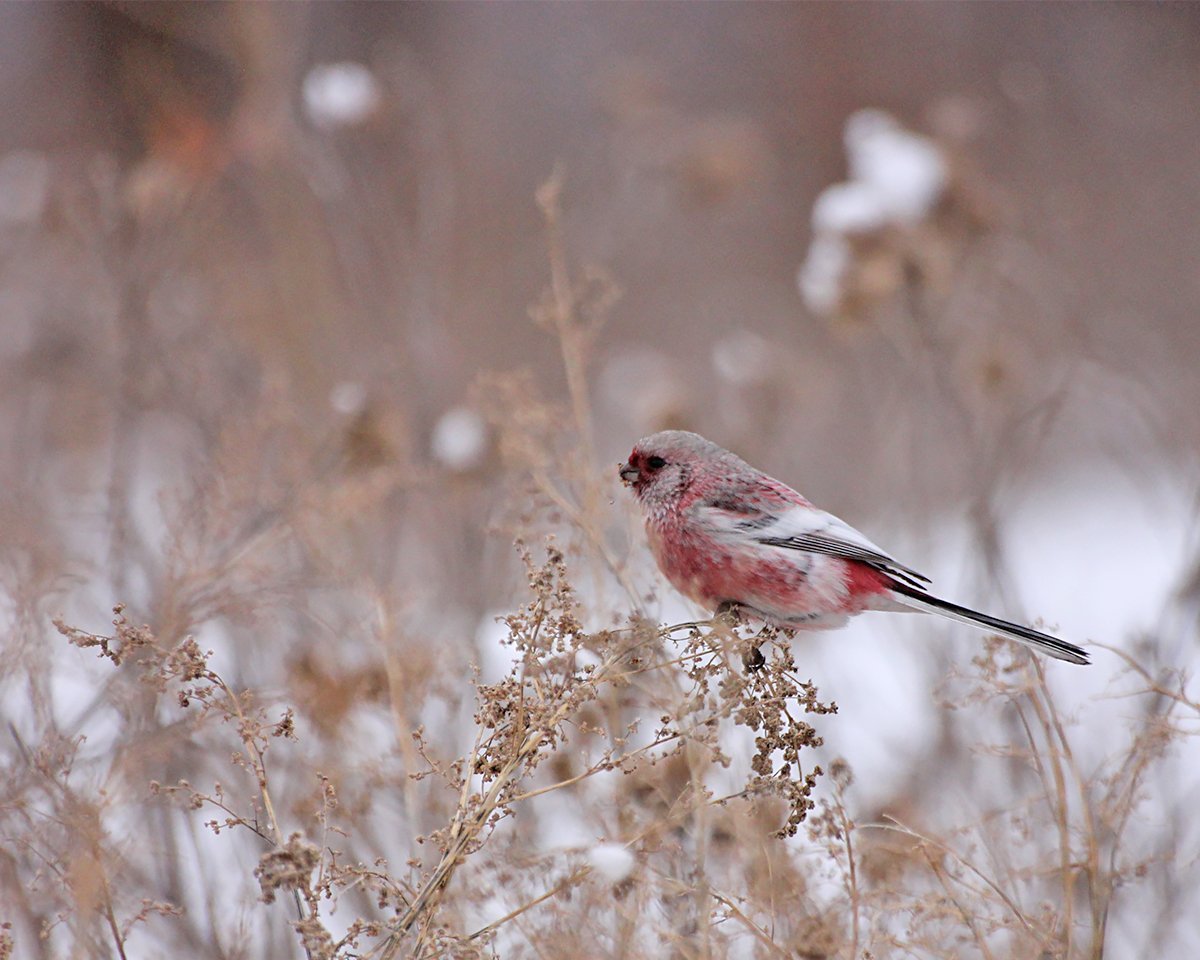 Длиннохвостая чечевица урагус