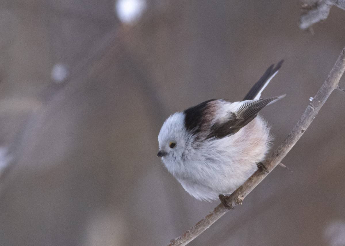 Ополовник "прессованный"