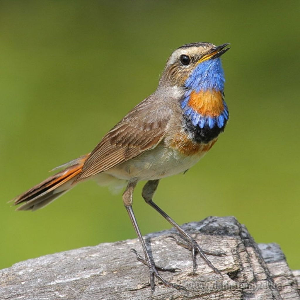 Соловей варакушка птицы