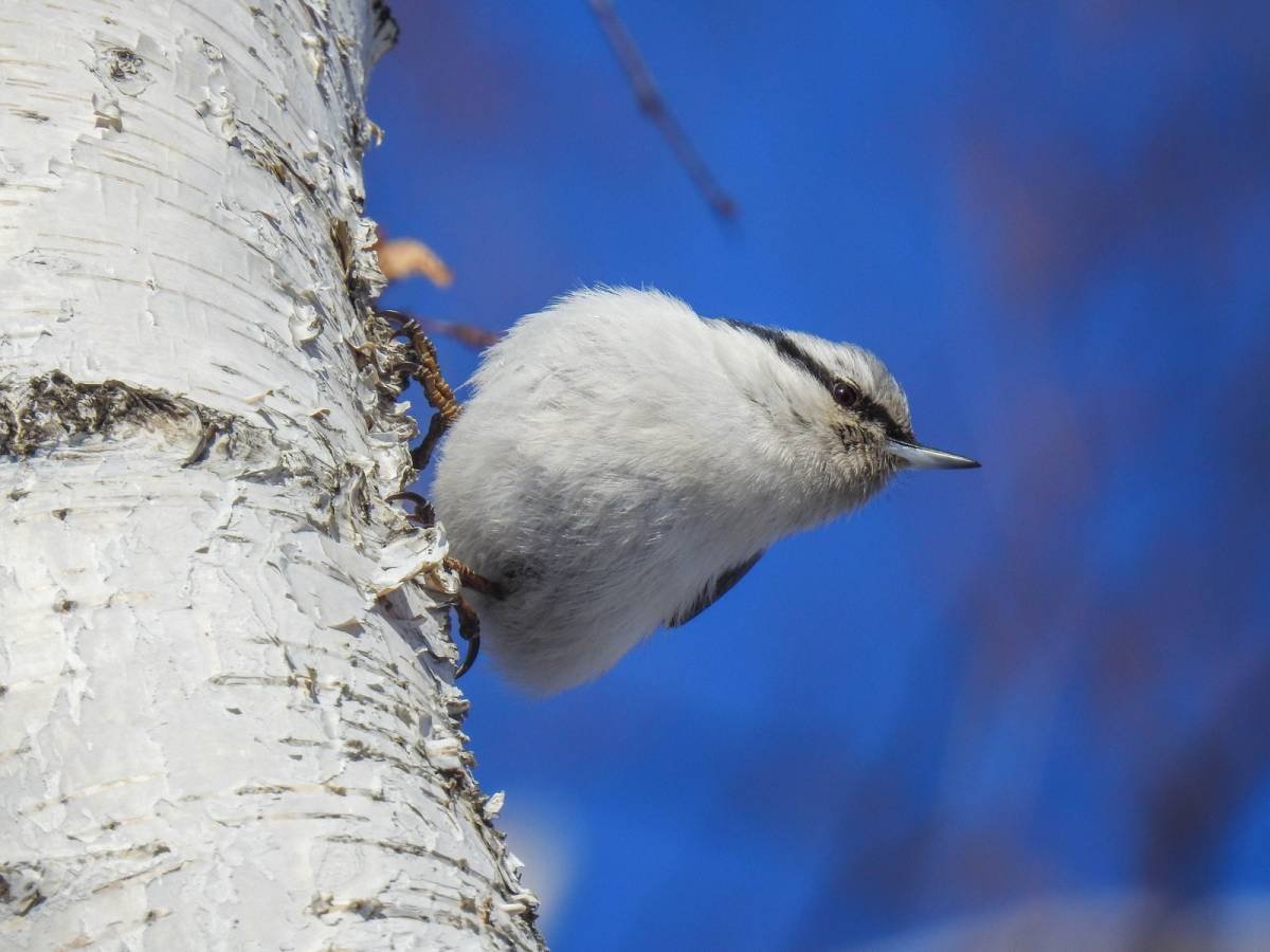 Птицы Новосибирской области летом