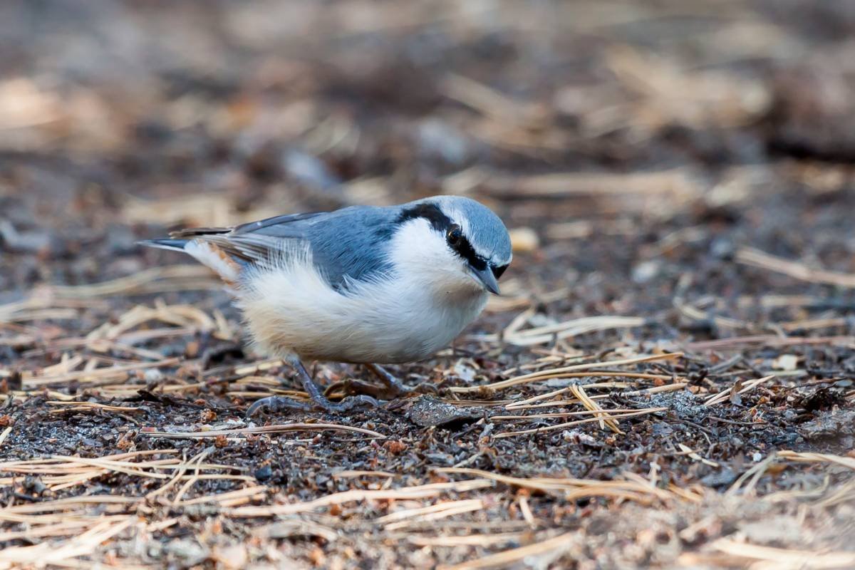 Серая птица в Новосибирске