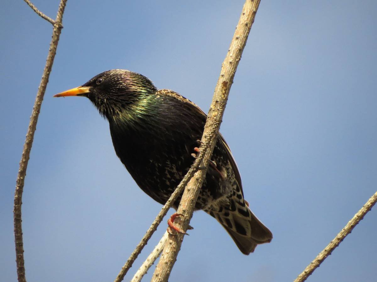 Скворец в Сибири