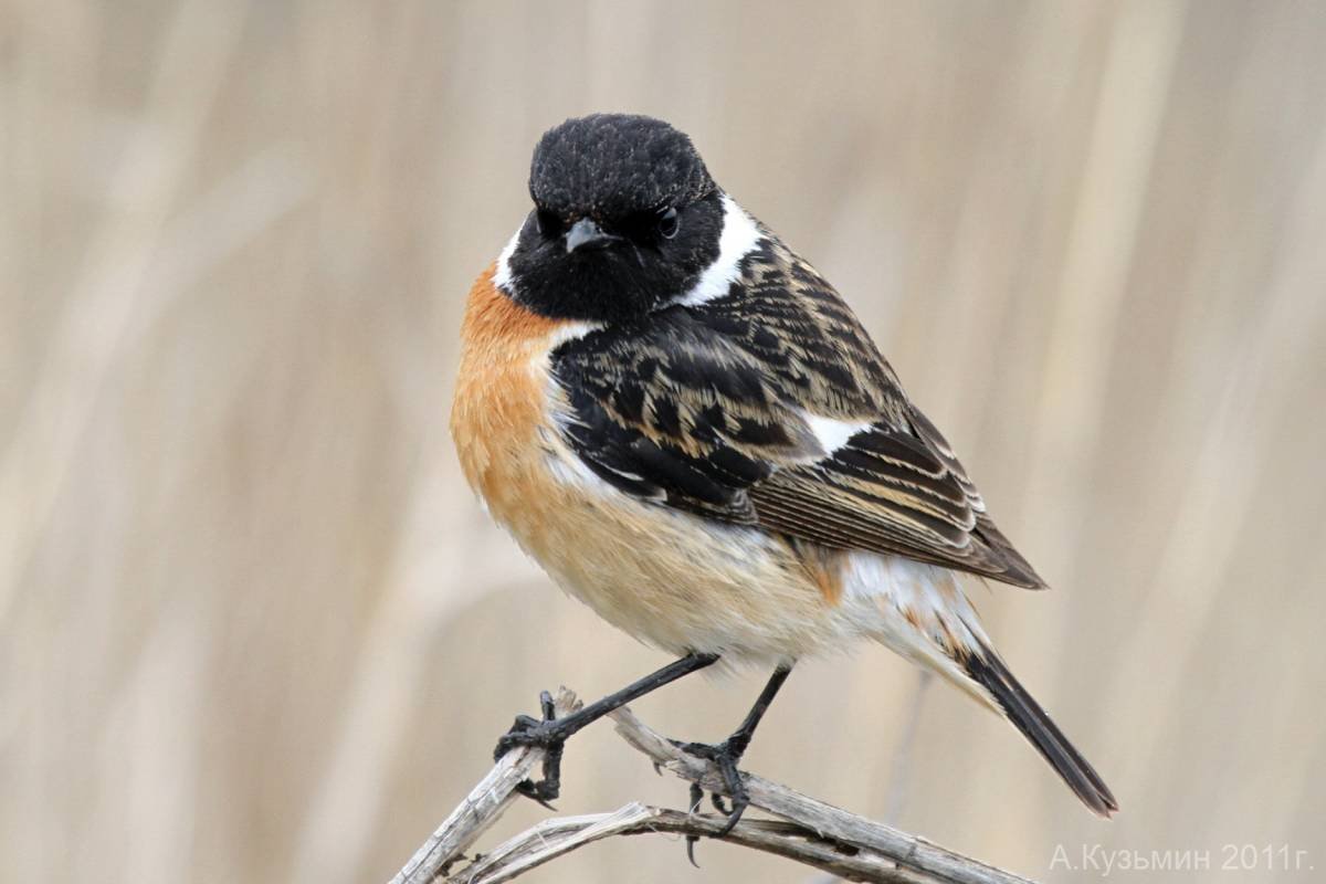 Птицы Новосибирской области семейства воробьиных