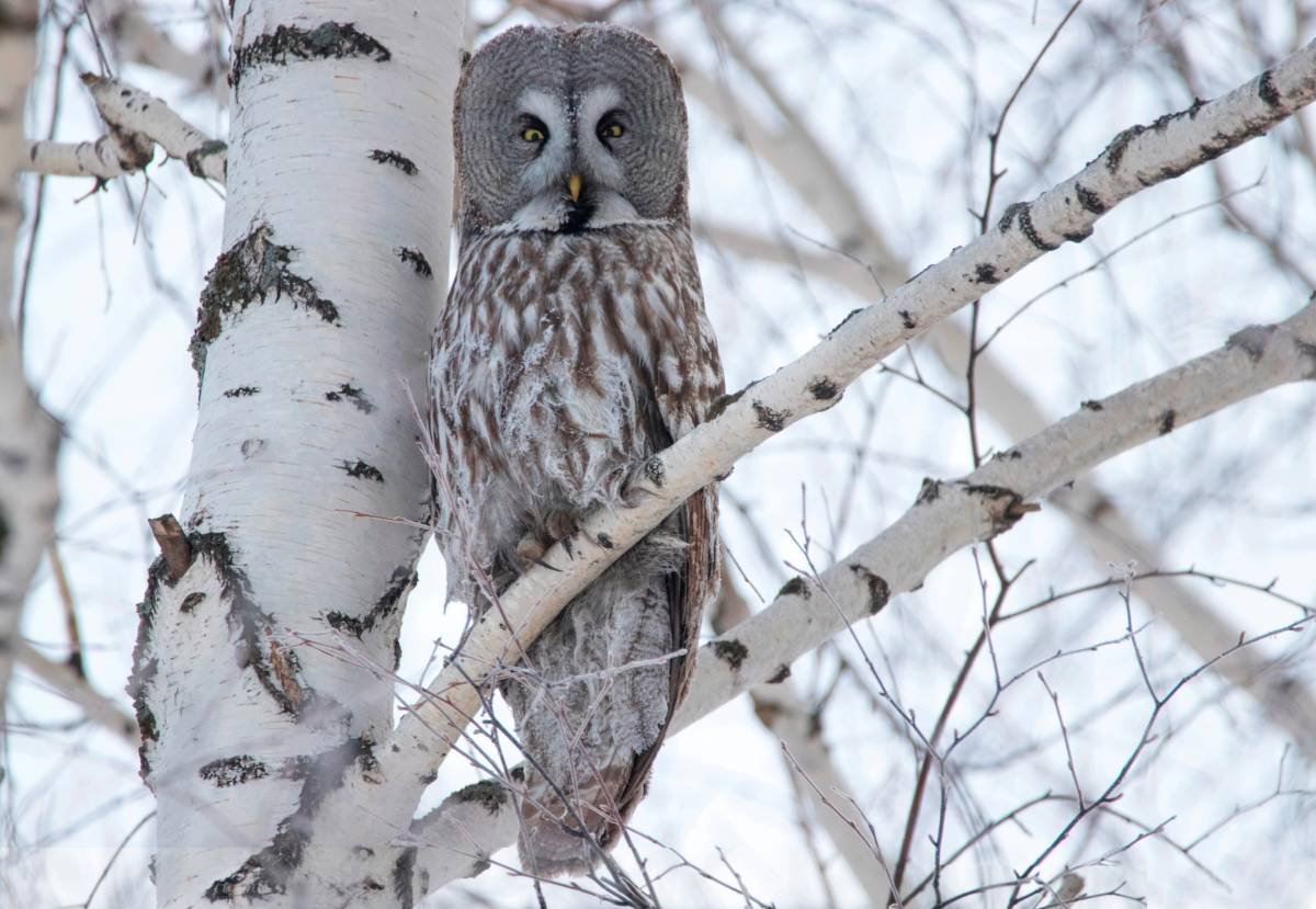 Бледная неясыть