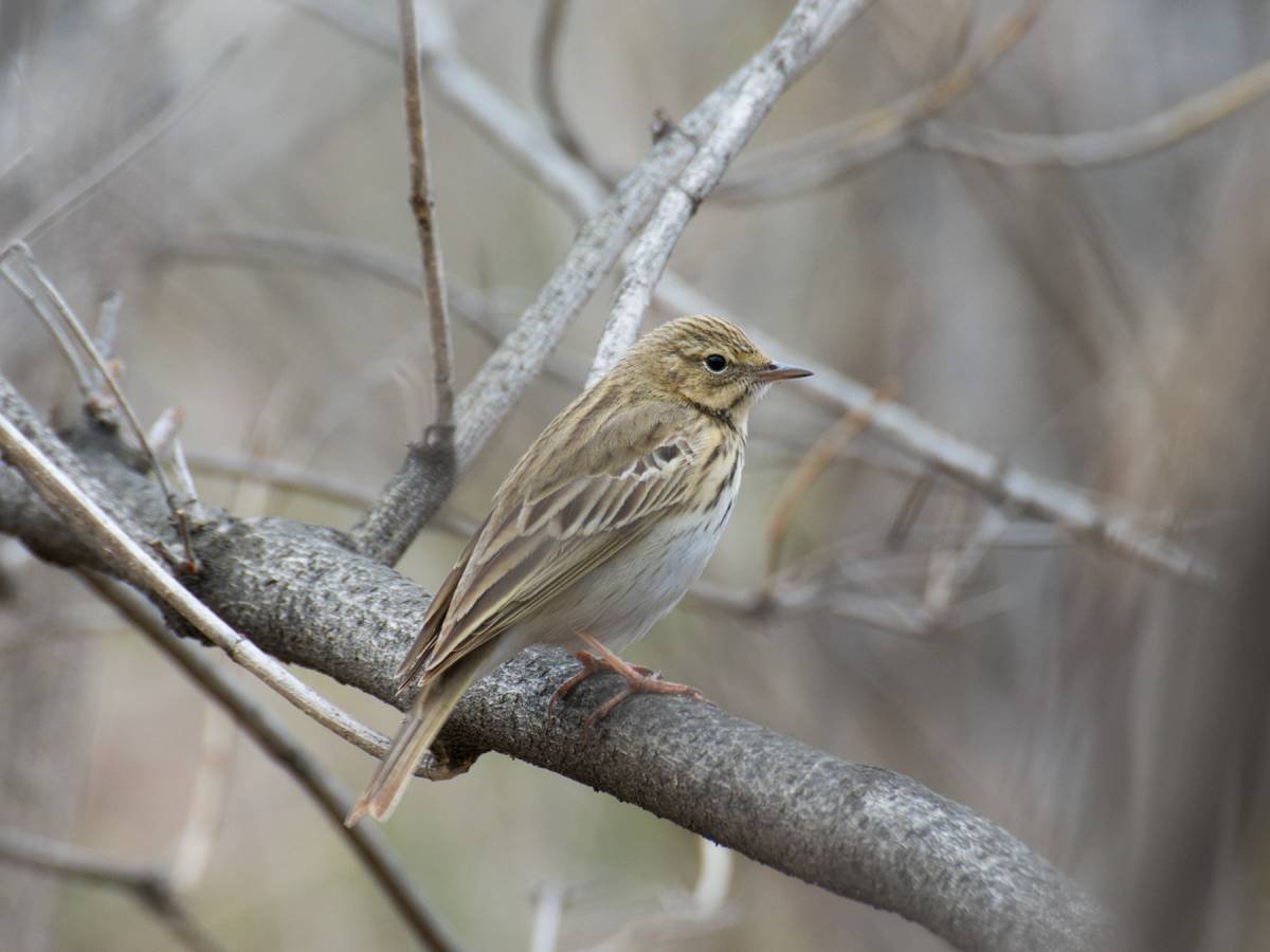 Небольшие Лесные птицы Новосибирска