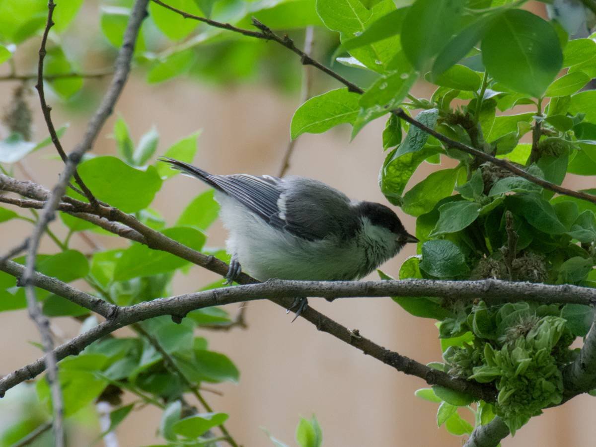Птицы Академгородка Новосибирска