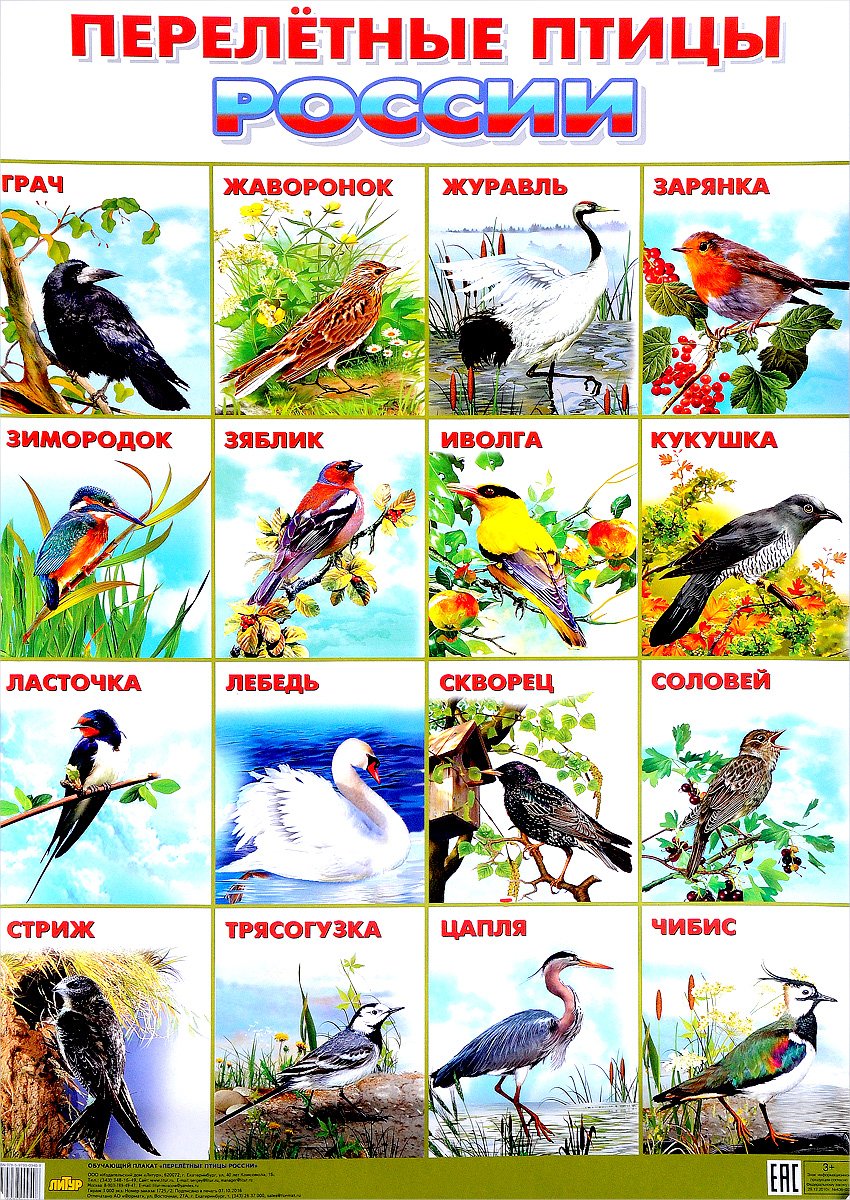 Птицы России перелетные и неперелетные