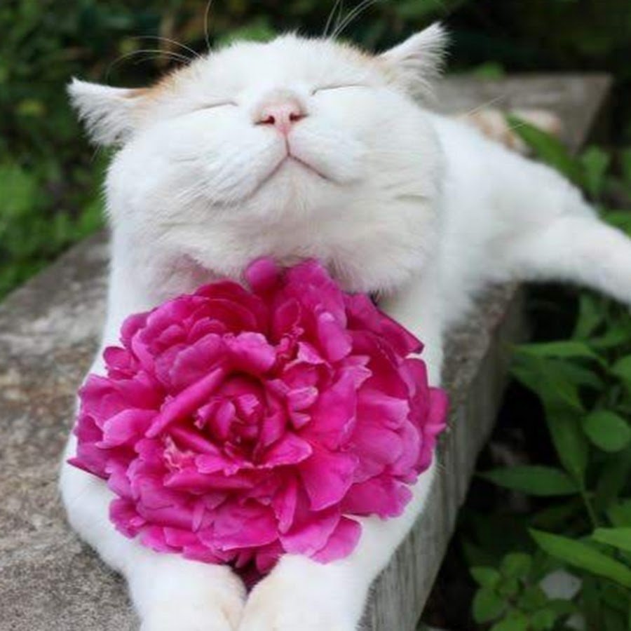 Котик с цветочком