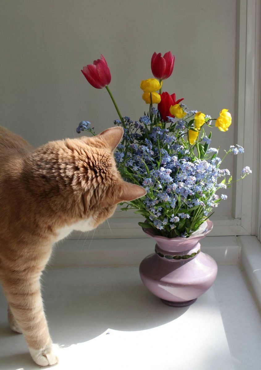 Кошка с букетом