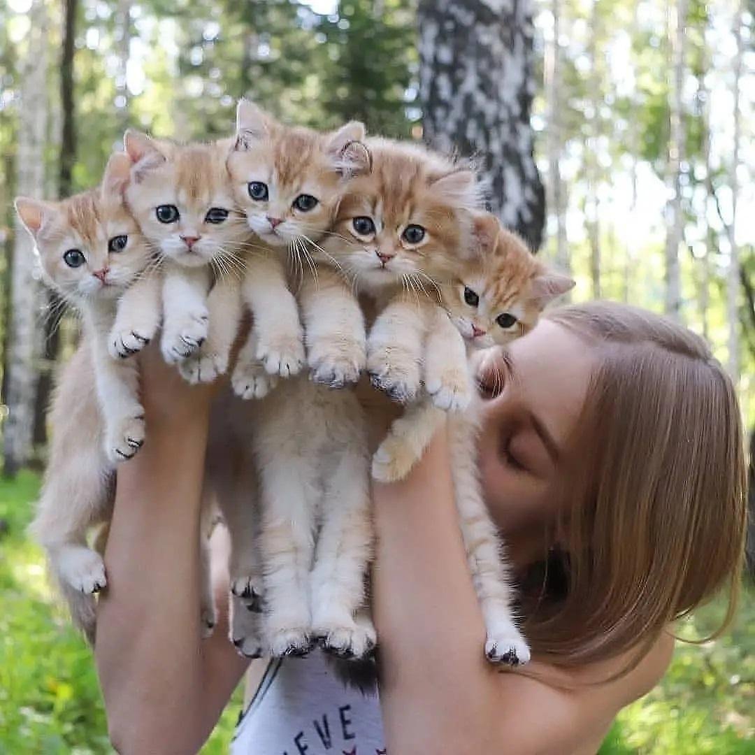 Юнна Мориц букет котов