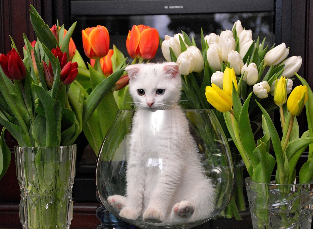 Весенние коты