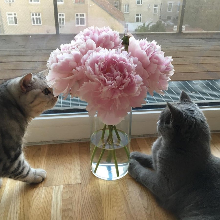 Кот и пионы