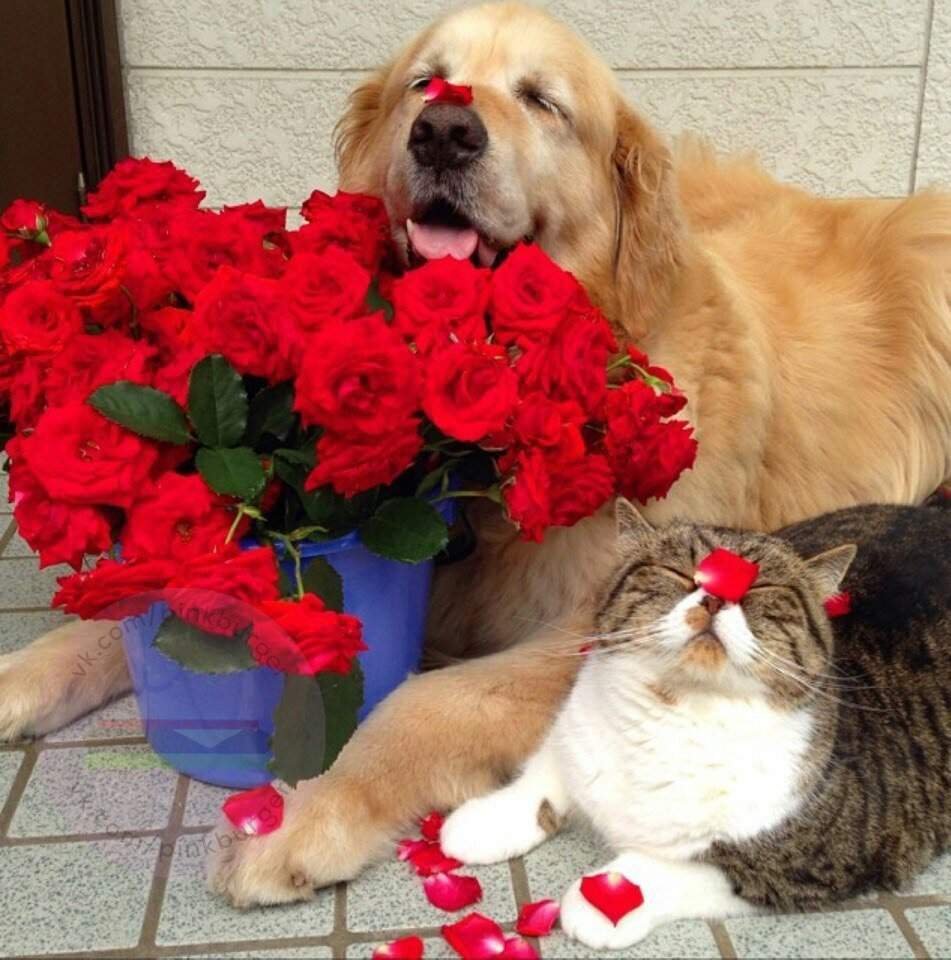 Щенок с букетом цветов