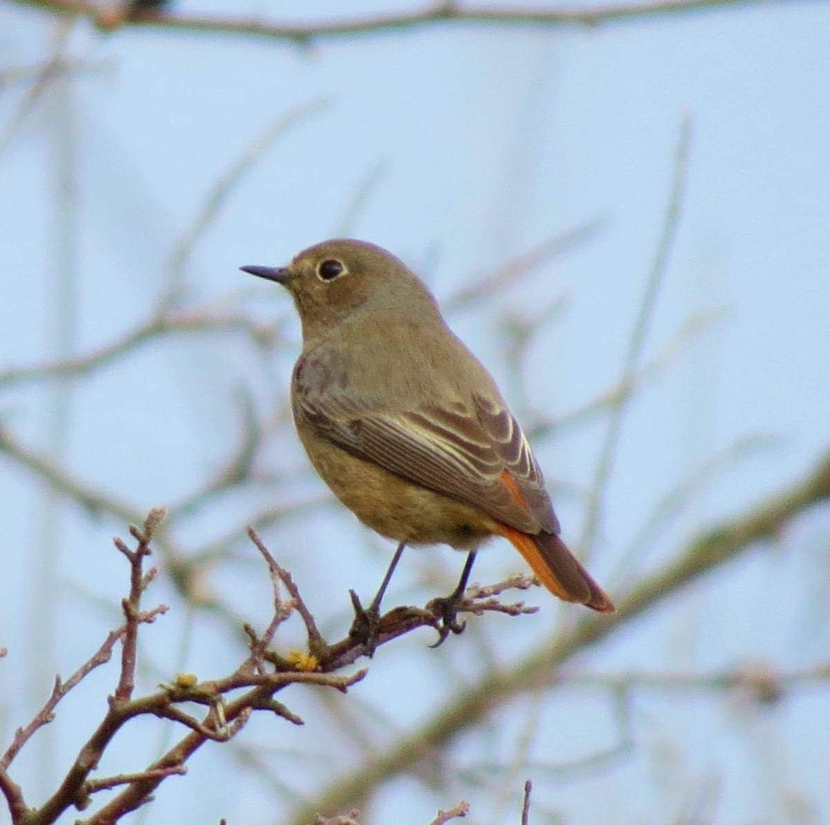Певчие птицы Подмосковья