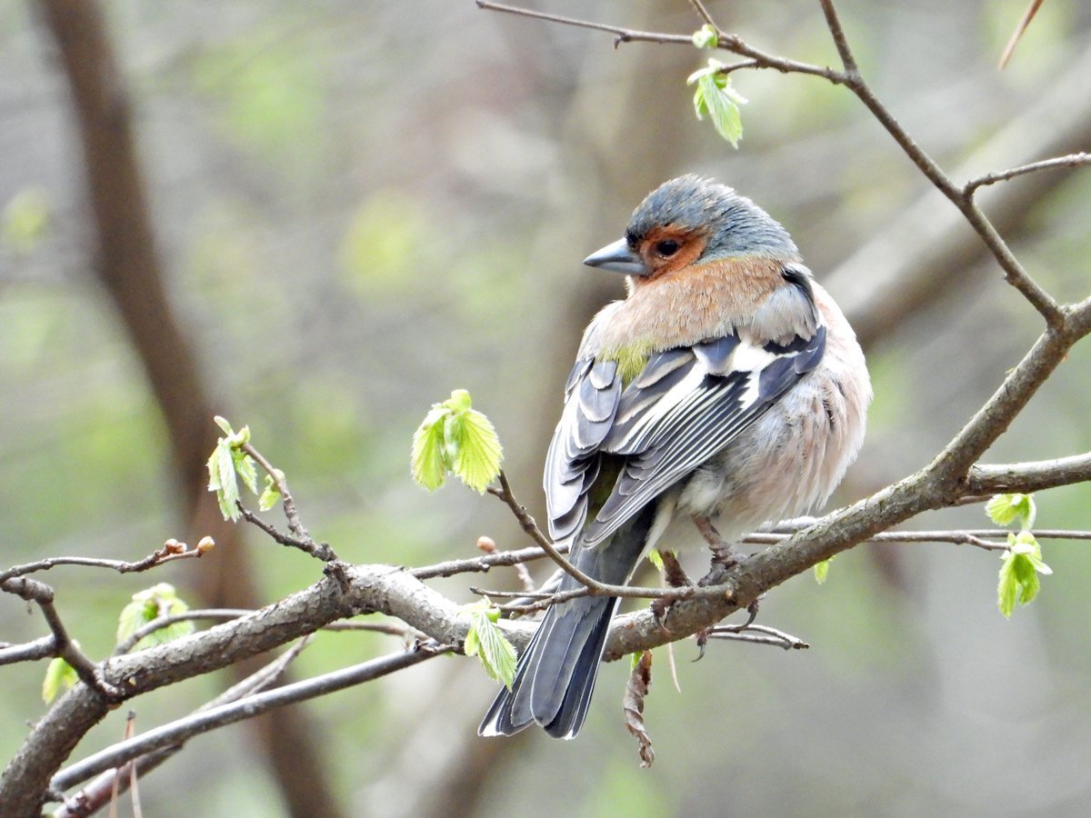 Птицы Москвы Зяблик