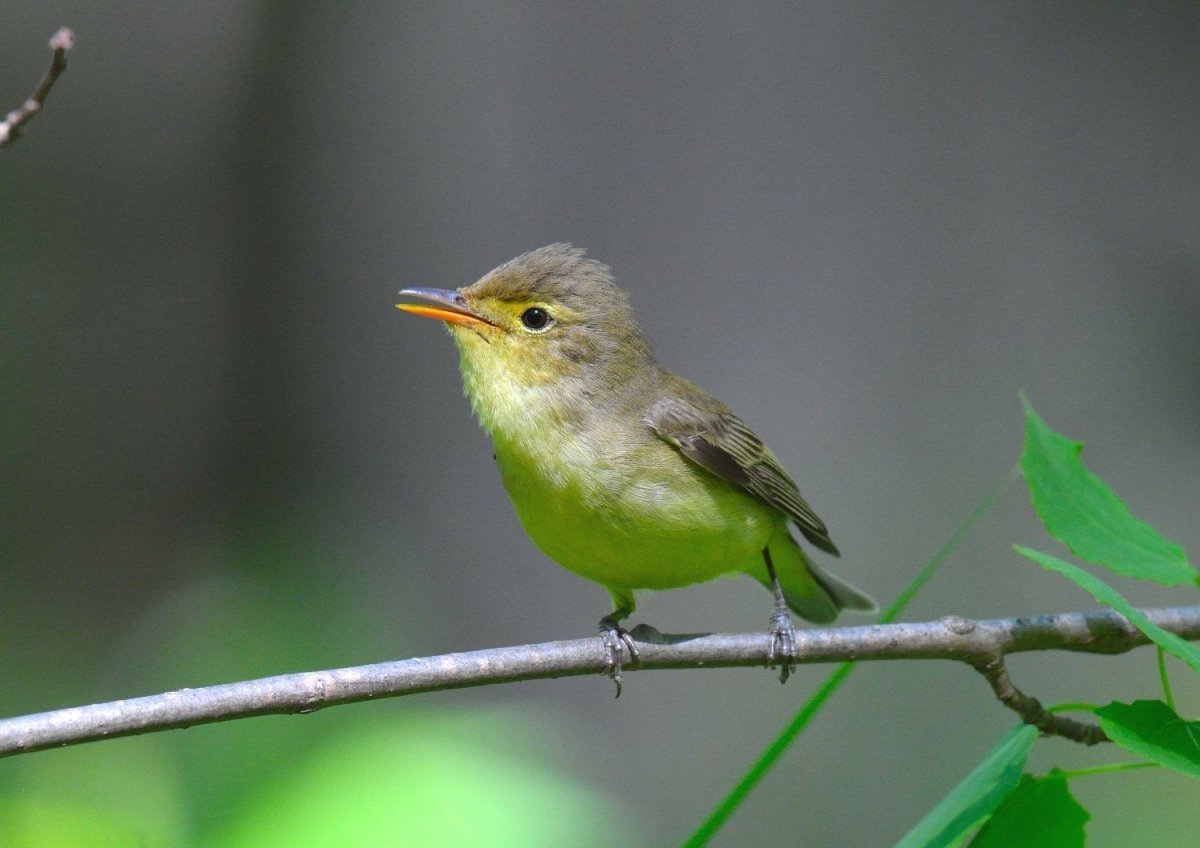 Зеленая пересмешка птица