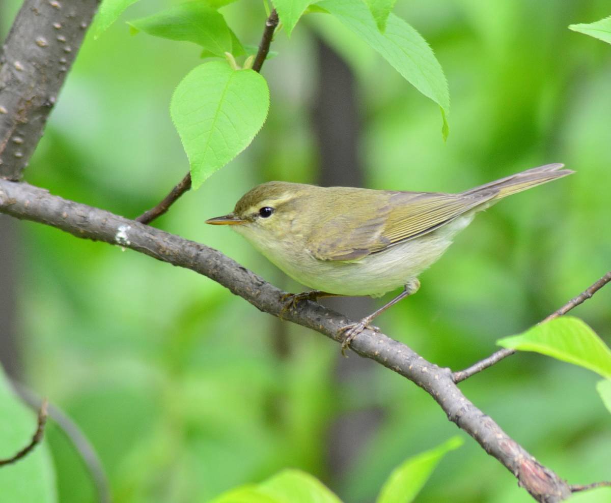 Зеленая пеночка