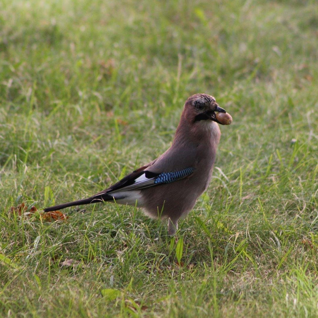 Сойка Подмосковная