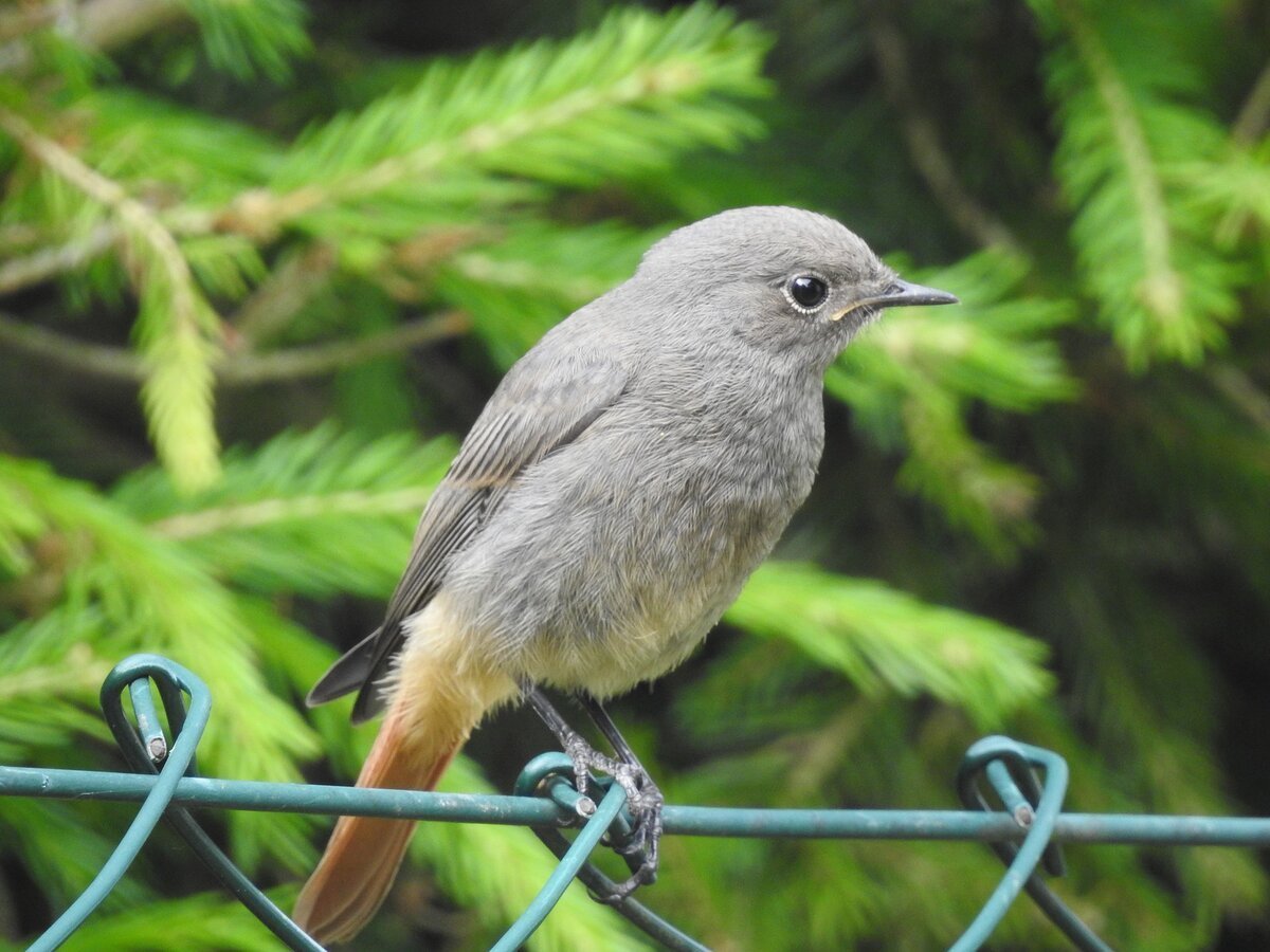 Маленькая серая птичка