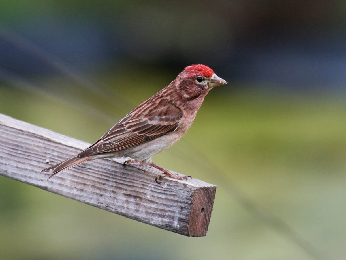 Певчий Воробей в России