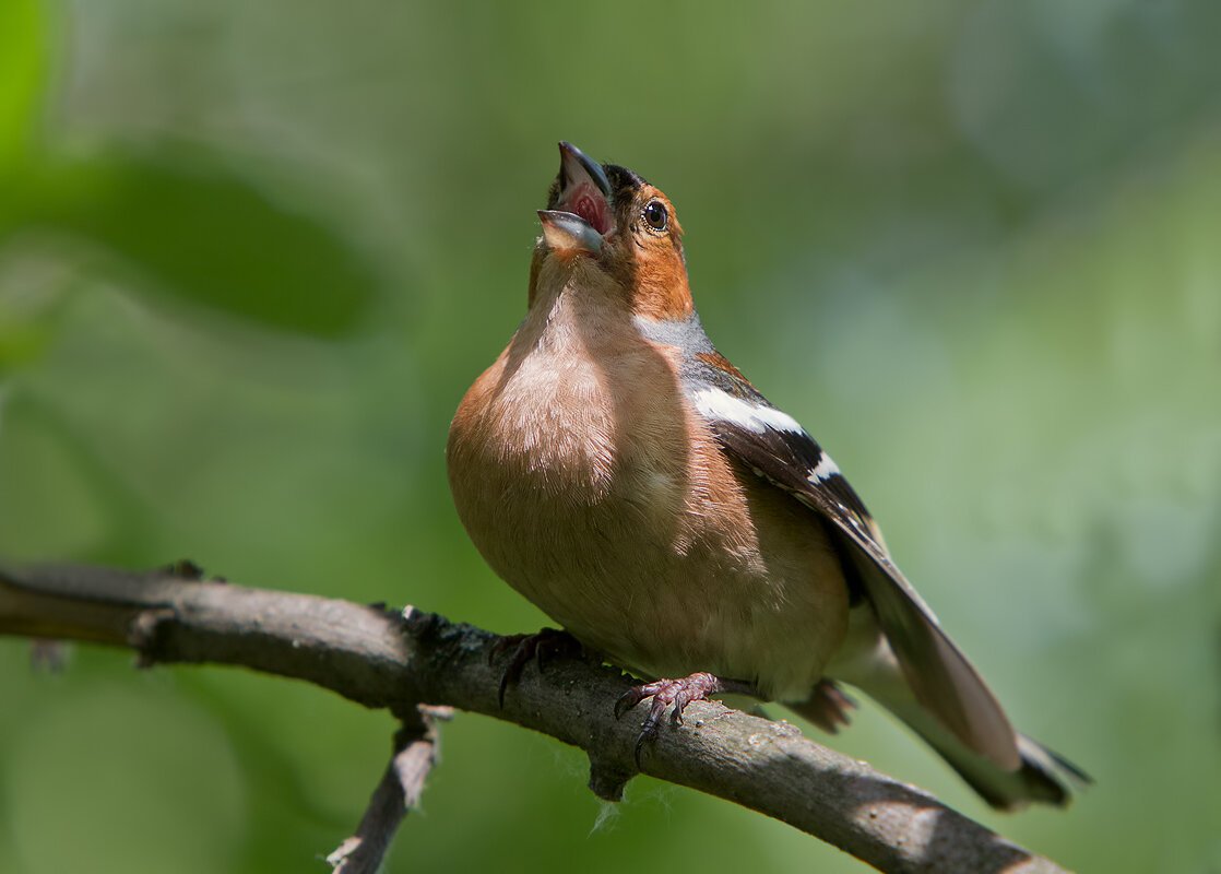 Зяблик птичка певчая
