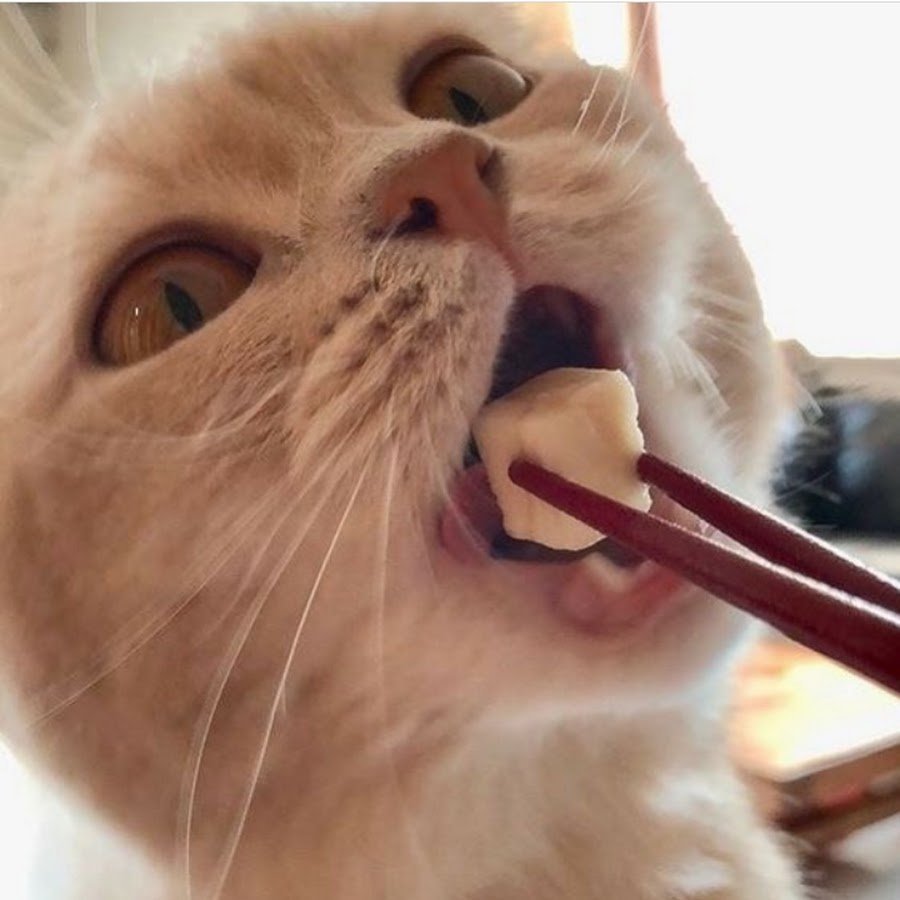 Смешной кот Эстетика