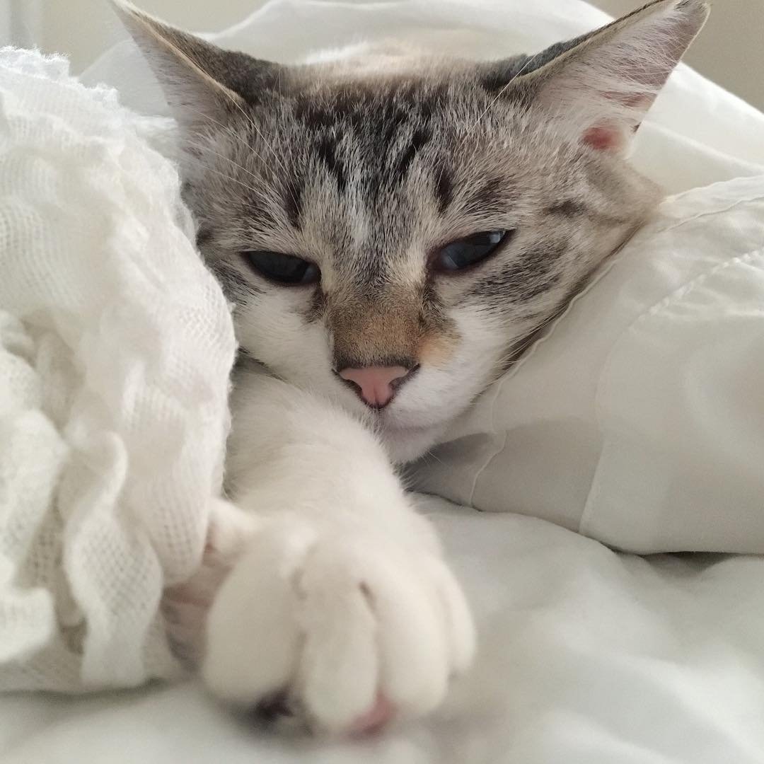 Эстетика кошечек