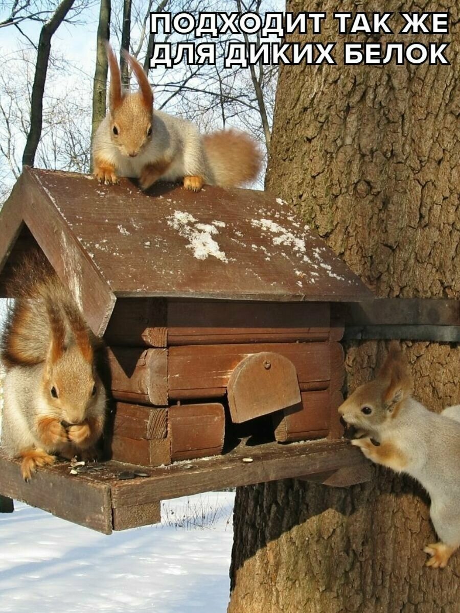 Зимний домик для белки