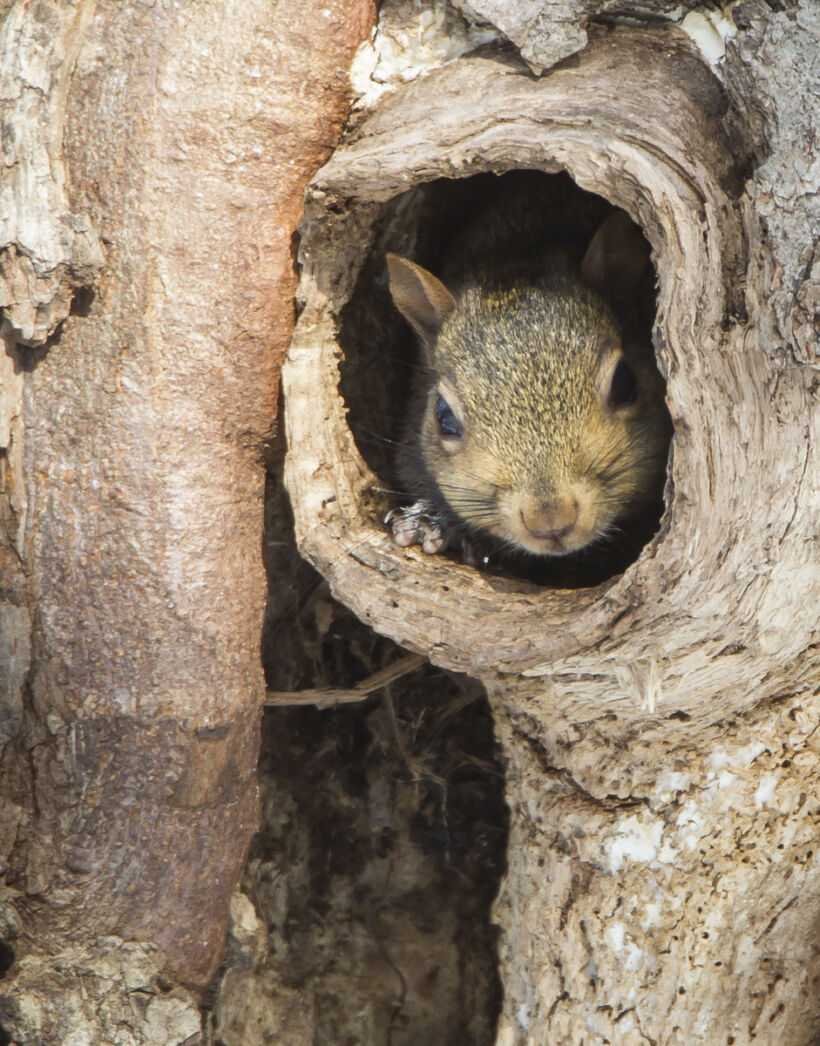 Беличье Гайно