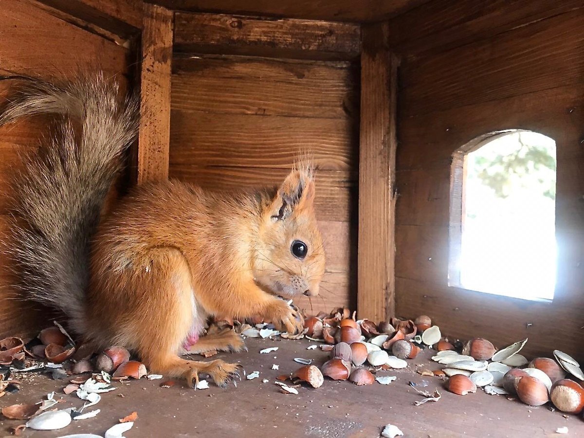 Домик для белок