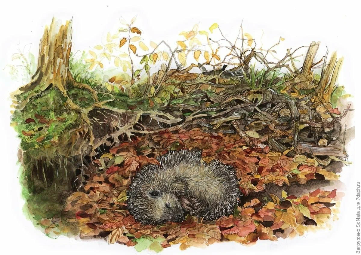 Нора ежа для детей