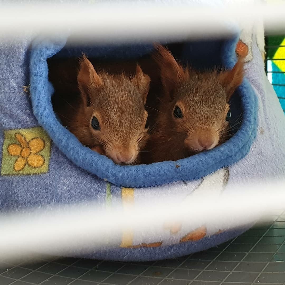 Приют белка-белка