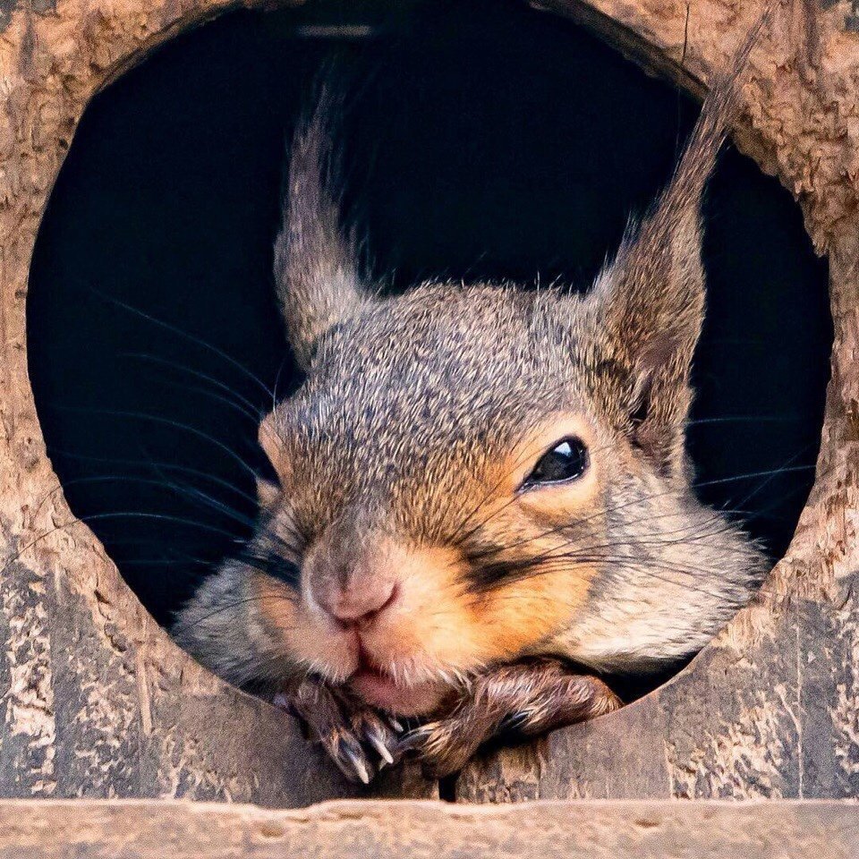 Белочка в дупле