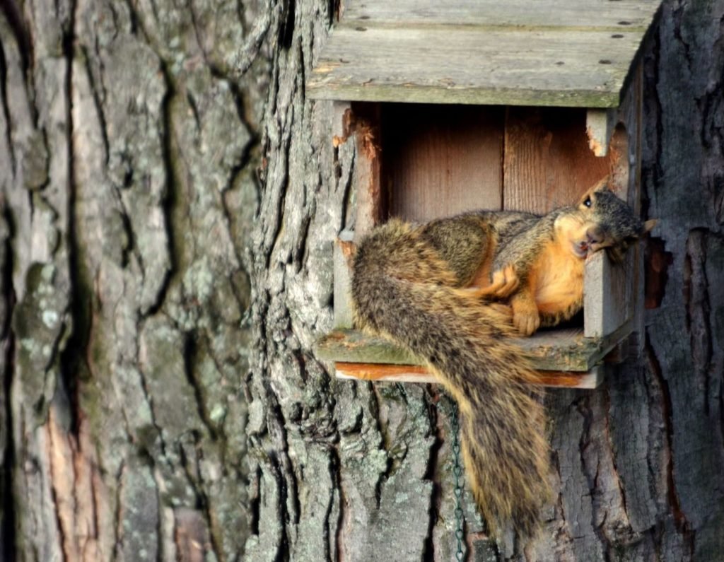 Домики животных в природе