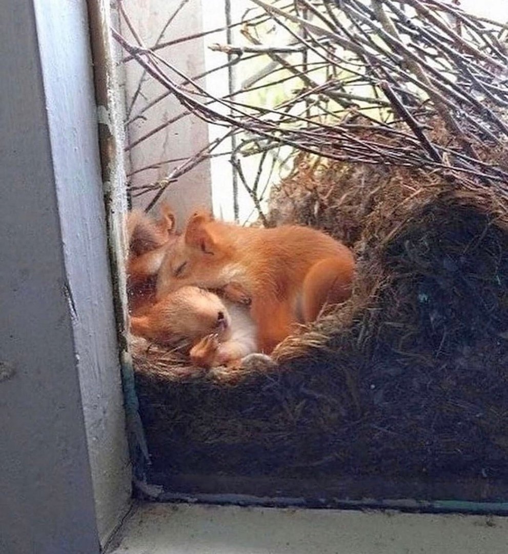 Гнездо белочки