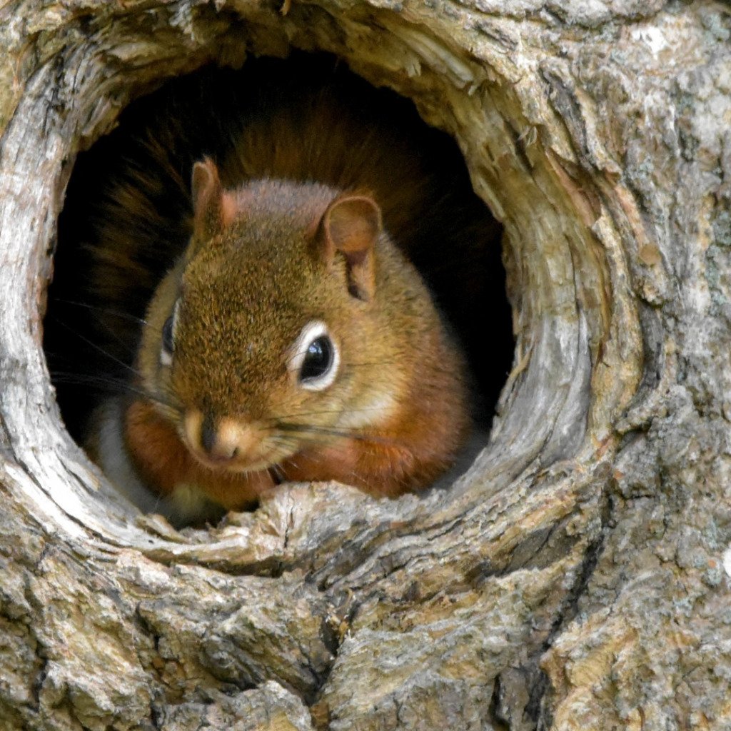 Белочка в дупле