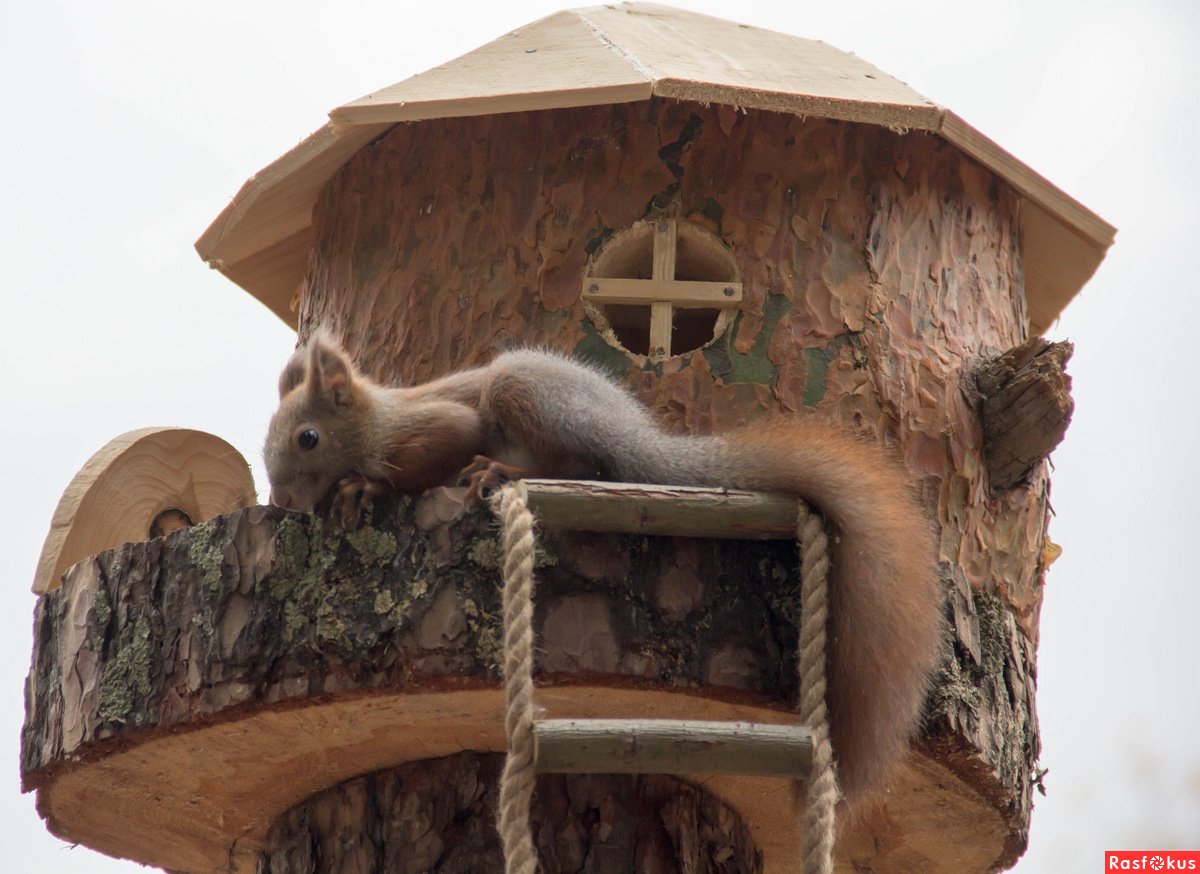 Домик для белочки