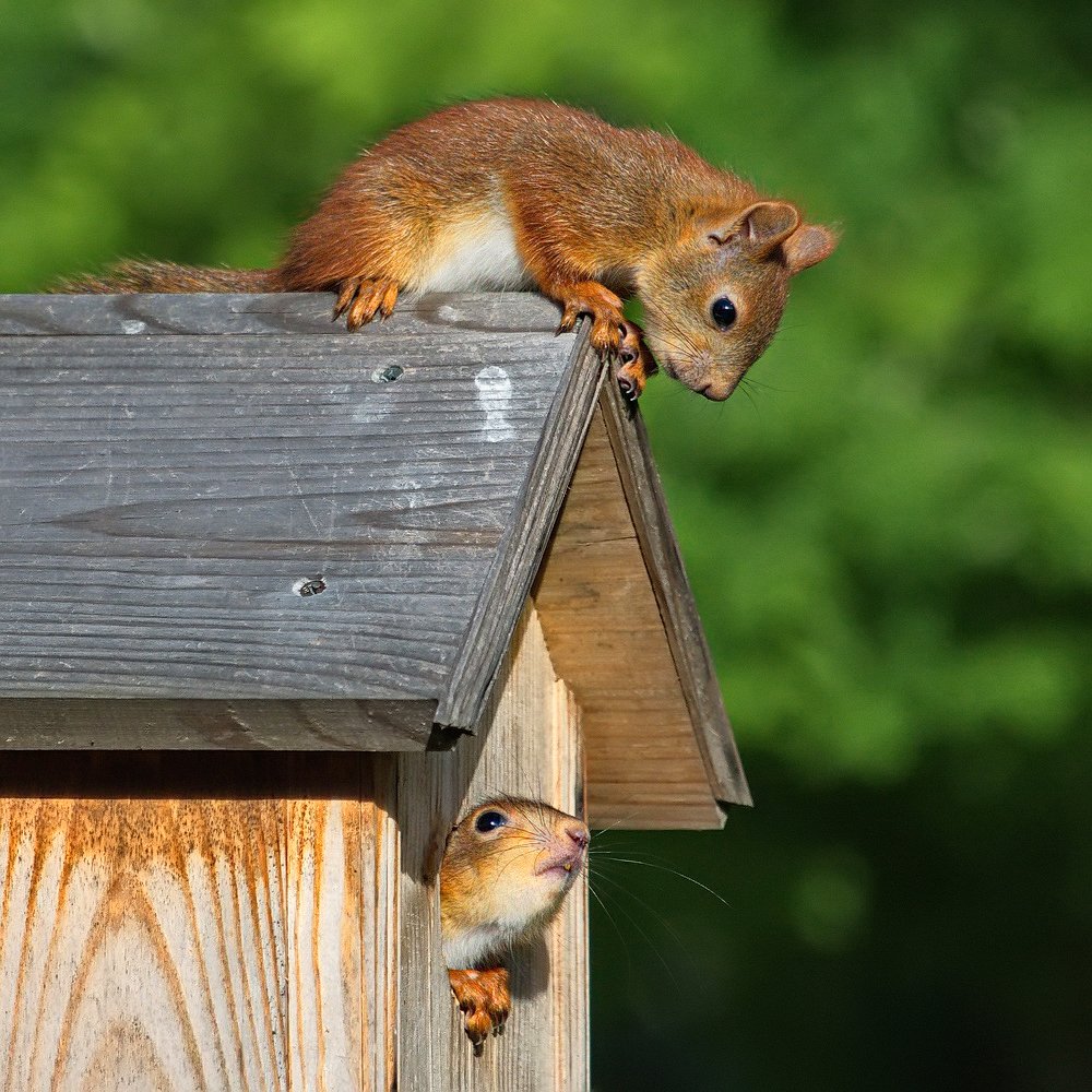 Беличий домик