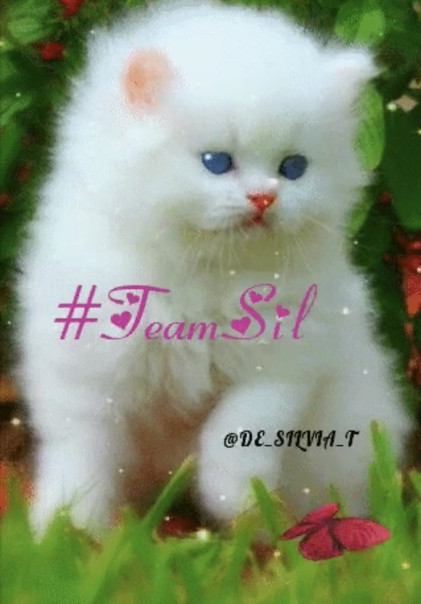 Маленькие котята пушистые