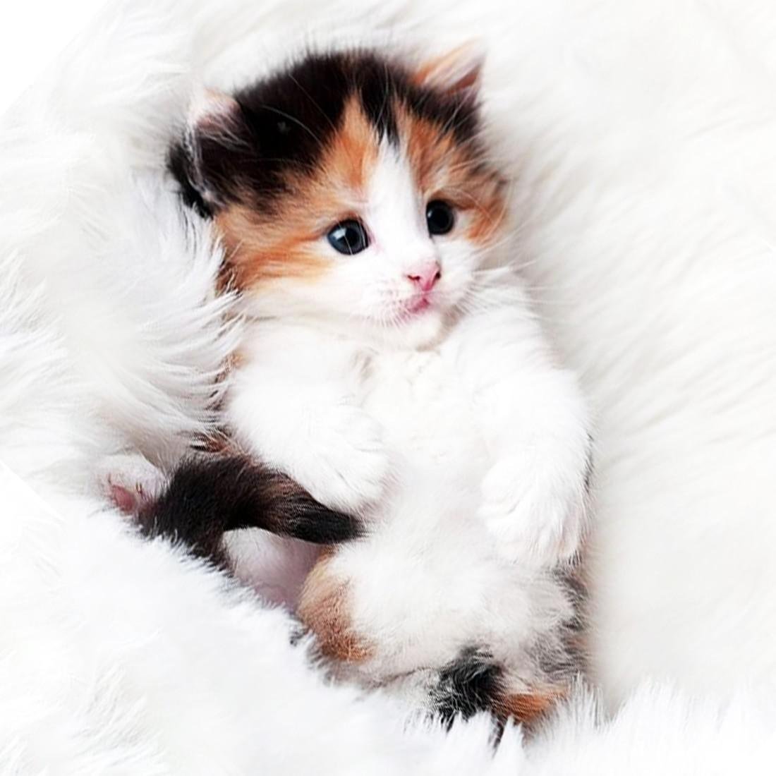 Кошечка Живая