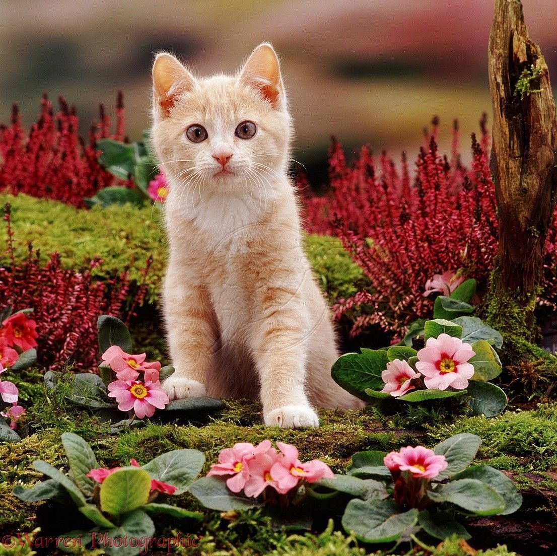 Весенняя лень. Кошечка с цветами. Котенок в цветах. Красивые котики. Рыжий котик в цветах.