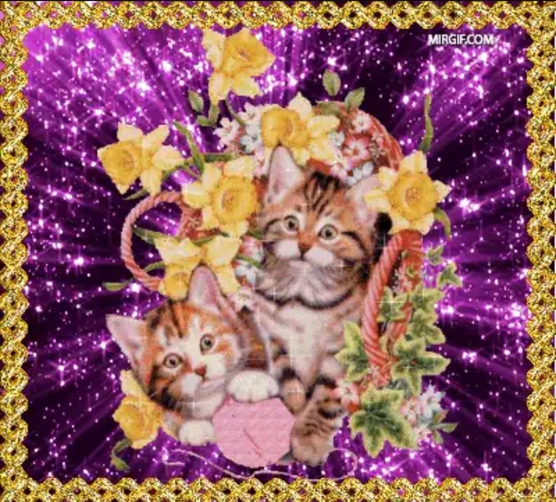 Красивые моргающие котята