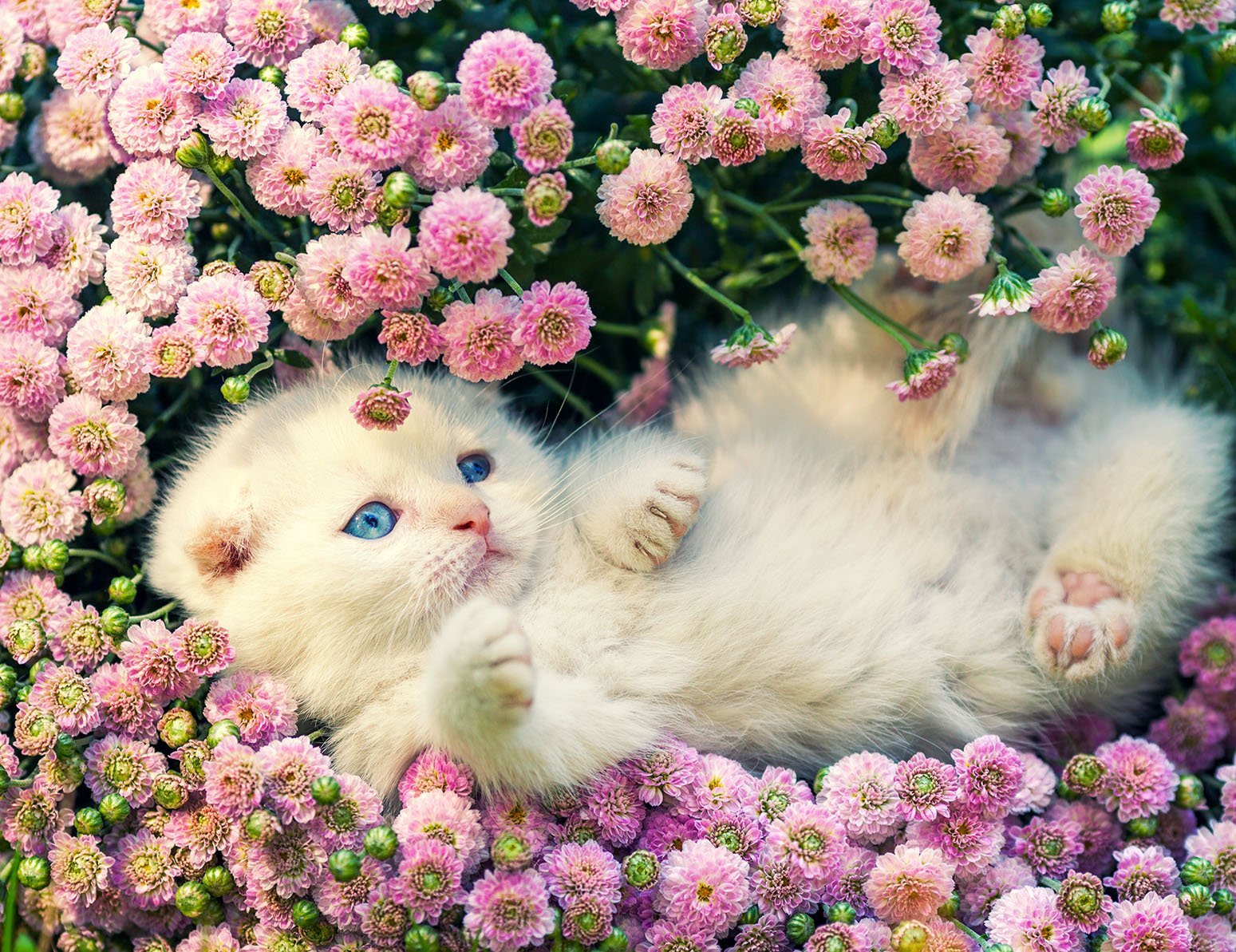 Кошечки живые. Котенок в цветах. Котёнок с цветком. Милые котята в цветах. Котенок с цветочком.