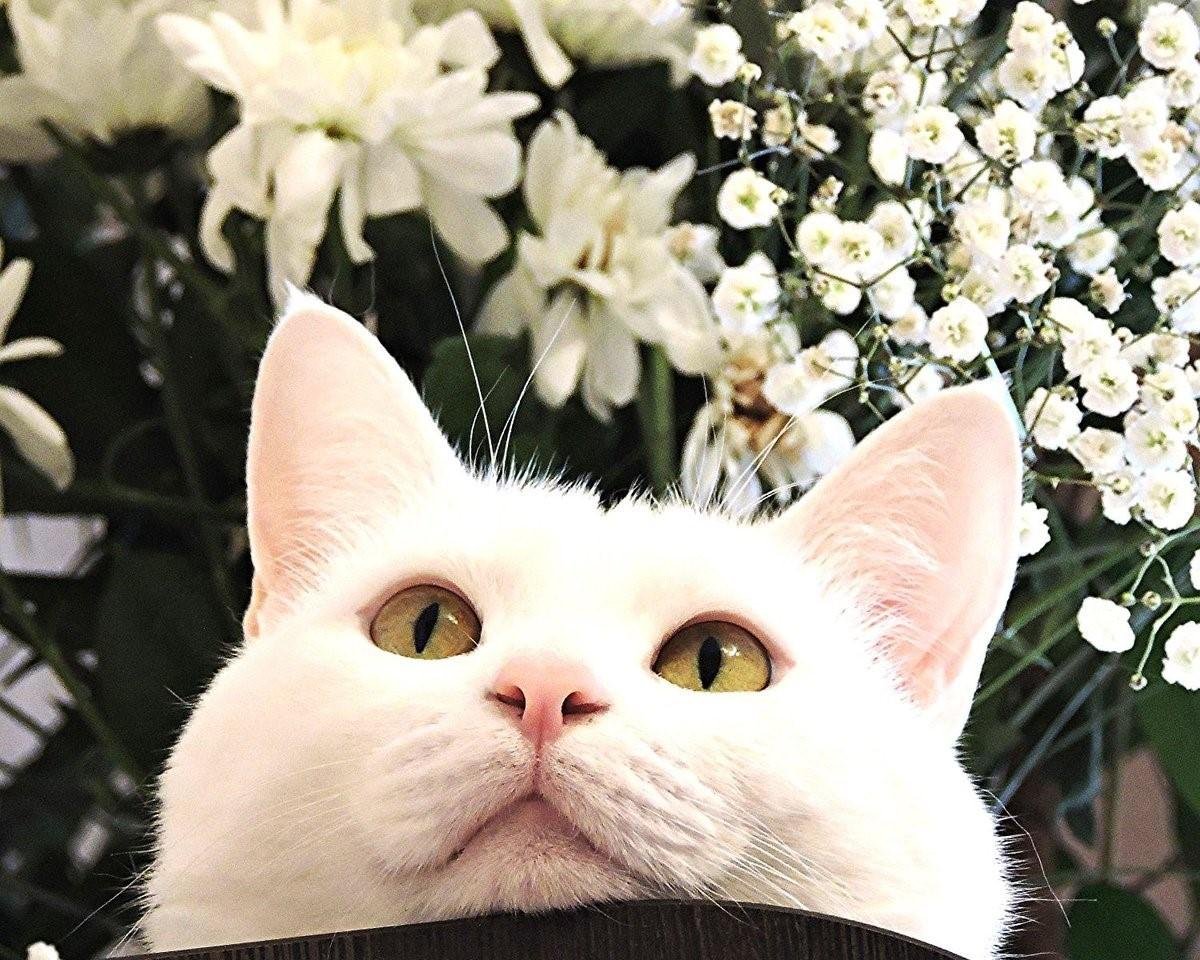 Белая кошка с цветами
