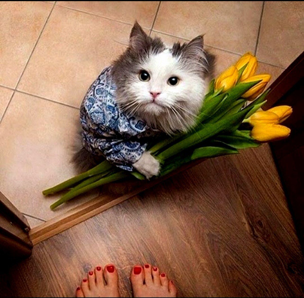 Кот с букетом цветов