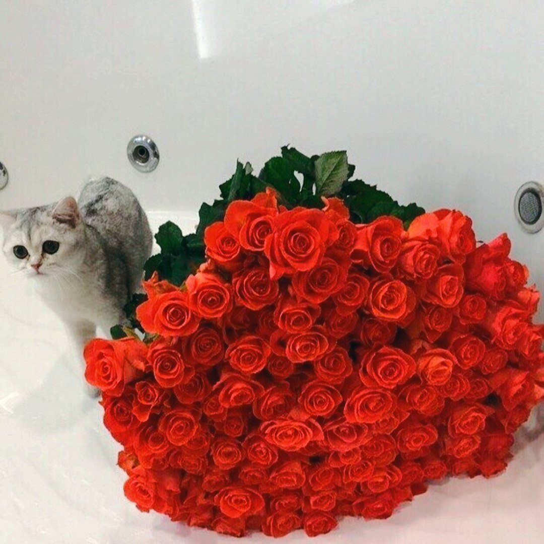 Котенок с букетом роз