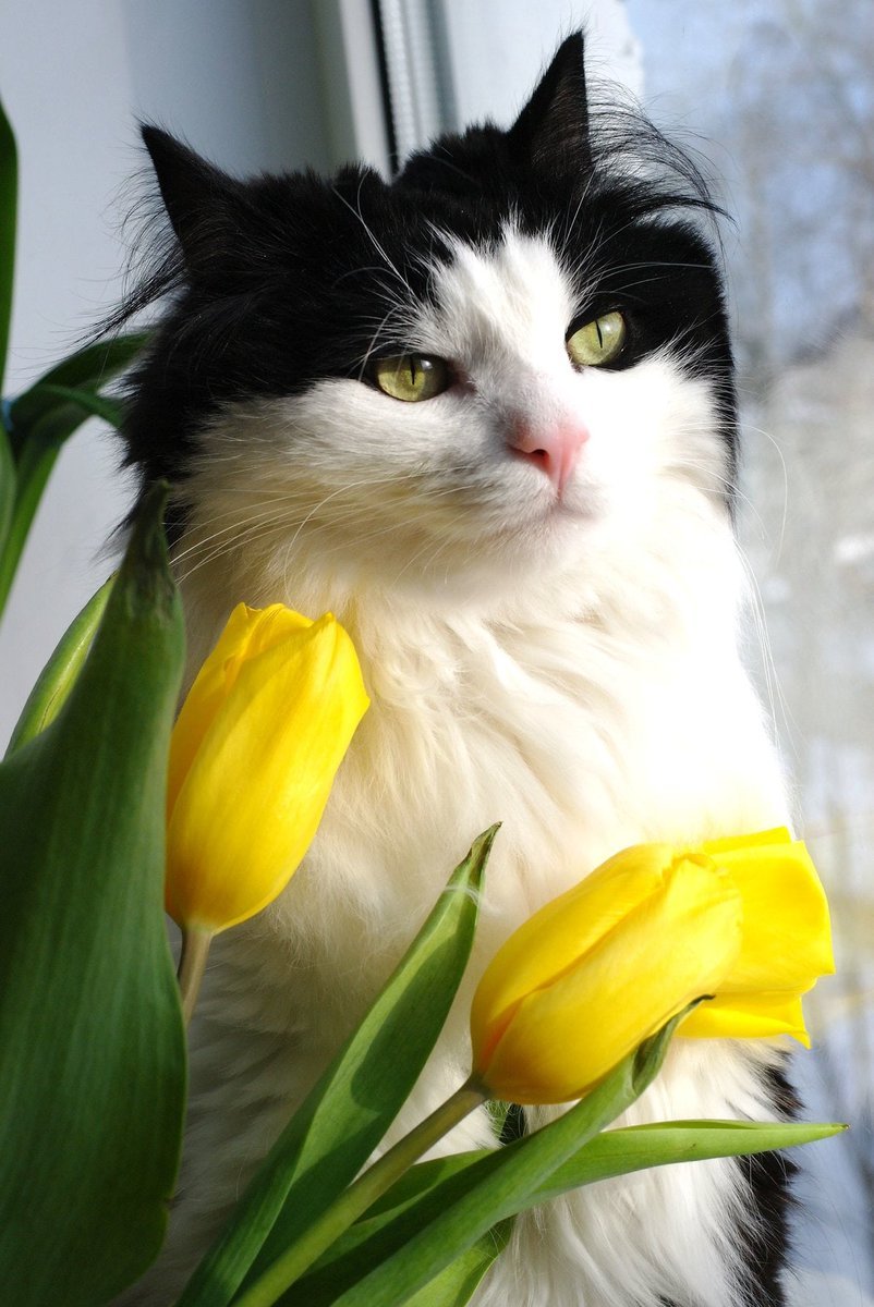 Кошка с цветами