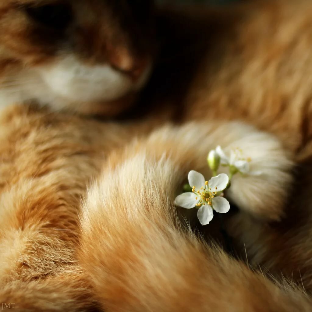 Лапа рыжего кота
